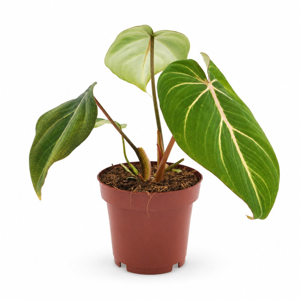 Philodendron Selloum Atom (25cm, Ø12cm) im Kulturtopf