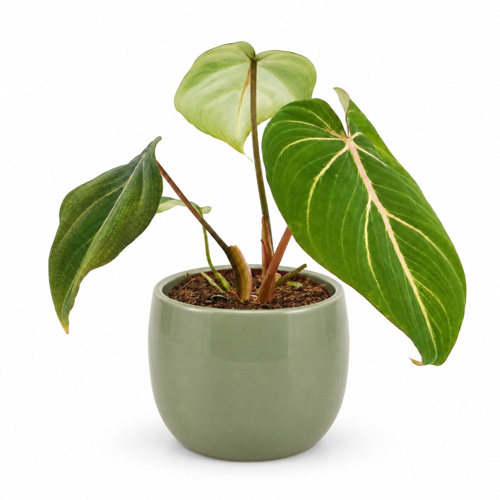 Philodendron Selloum Atom (25cm, Ø12cm), Stylingbeispiel im Übertopf (Übertopf nicht enthalten)