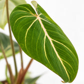 Philodendron Selloum Atom, Nahaufnahme Blatt