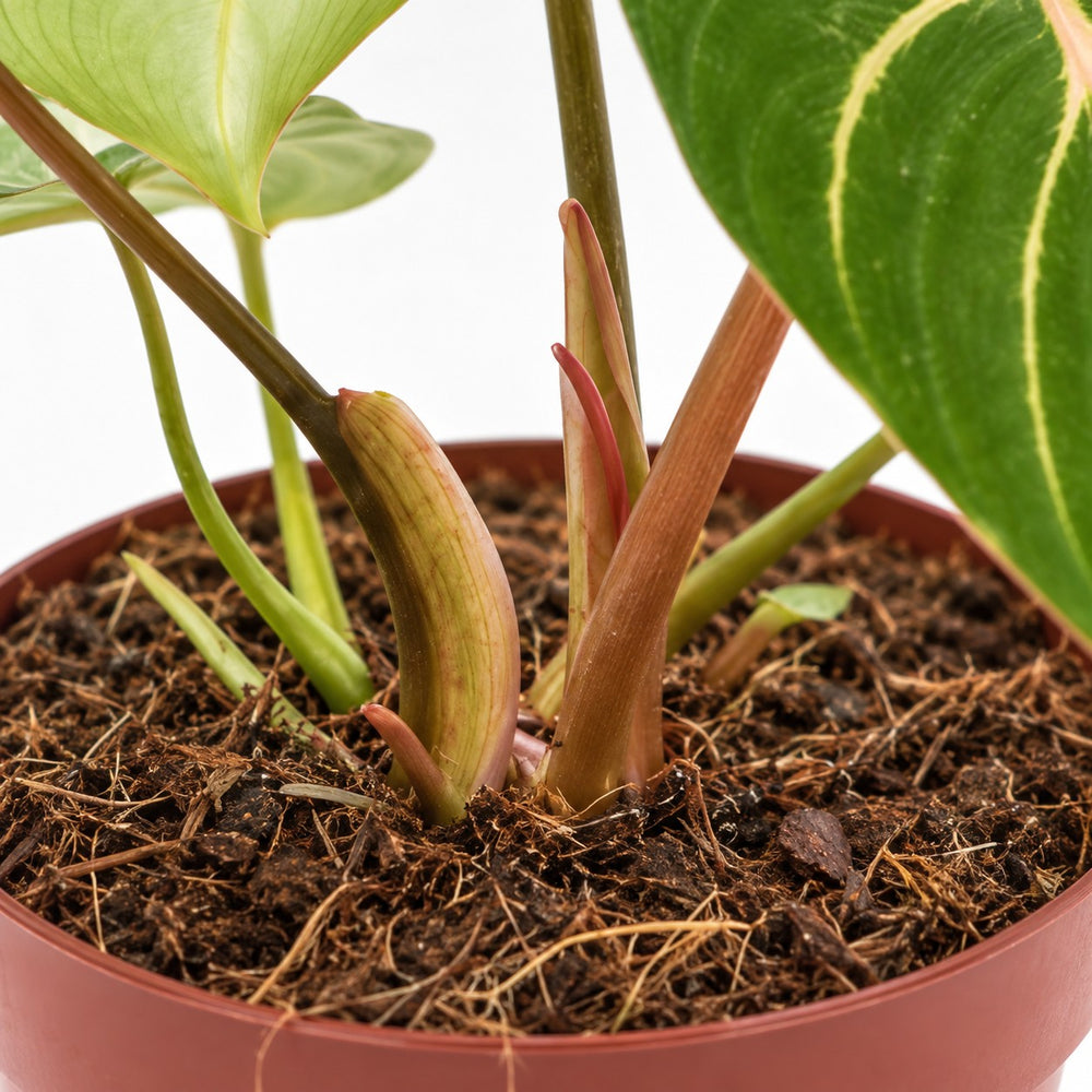 Philodendron Selloum Atom, Nahaufnahme Wuchs und Triebansatz