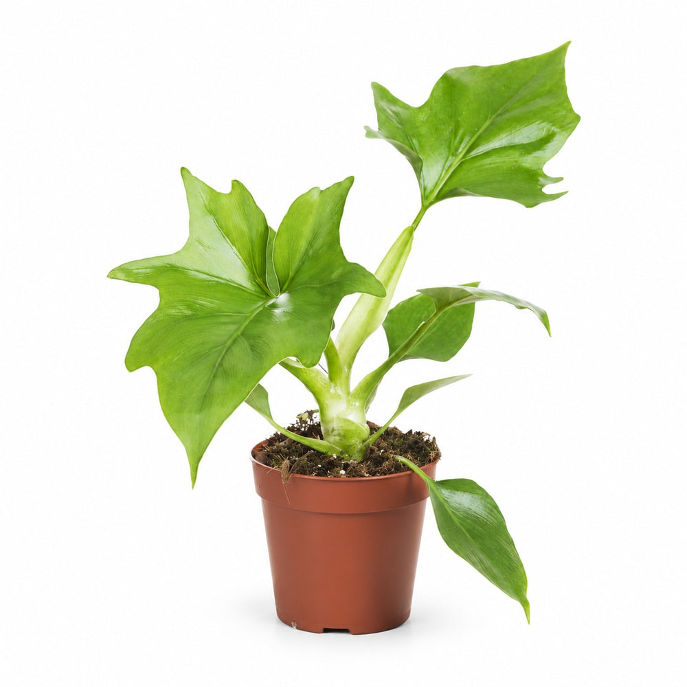 Philodendron Warszewiczii - 30cm im Kulturtopf