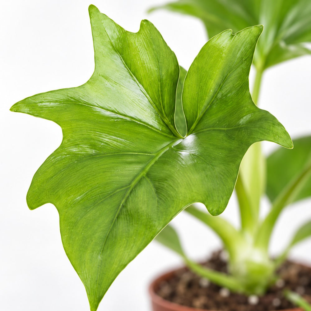 Philodendron Warszewiczii, Nahaufnahme Blatt