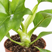 Philodendron Warszewiczii, Nahaufnahme Wuchs und Triebansatz