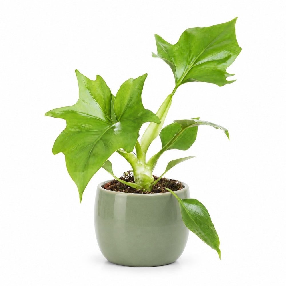Philodendron Warszewiczii - 30cm, Stylingbeispiel im Übertopf (Übertopf nicht enthalten)