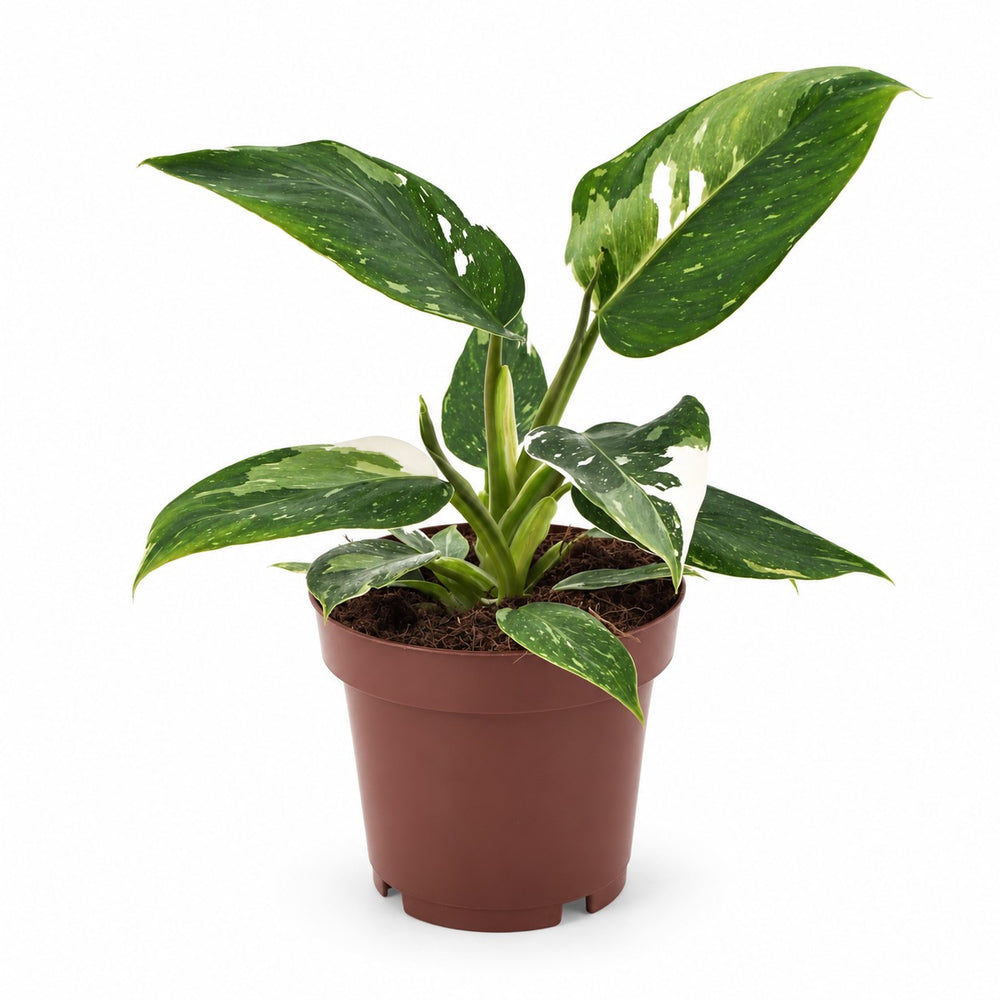 Philodendron White Princess (25cm, Ø12cm) im Kulturtopf
