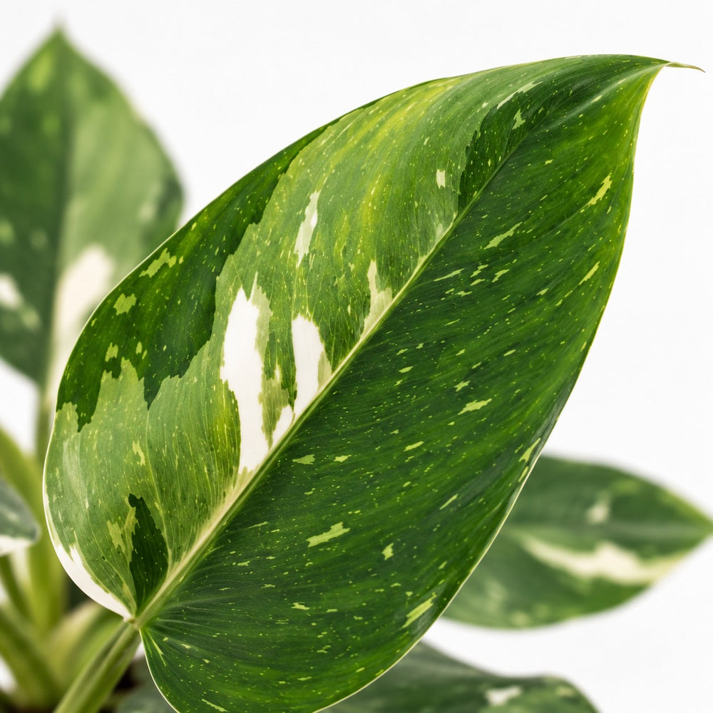 Philodendron White Princess (25cm, Ø12cm), Nahaufnahme Blatt