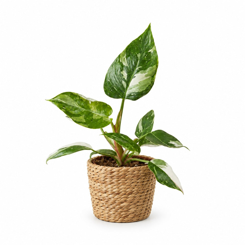 Philodendron White Princess (30cm, Ø12cm), Stylingbeispiel im Übertopf (Übertopf nicht enthalten)