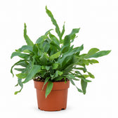Phlebodium Aureum Blue Star (32cm, Ø12cm) im Kulturtopf