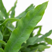 Phlebodium Aureum Blue Star (32cm, Ø12cm), Nahaufnahme Blatt