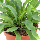 Phlebodium Aureum Blue Star (32cm, Ø12cm), Nahaufnahme Wuchs und Triebansatz