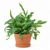 Phlebodium Aureum Blue Star (32cm, Ø12cm), Stylingbeispiel im Übertopf (Übertopf nicht enthalten)