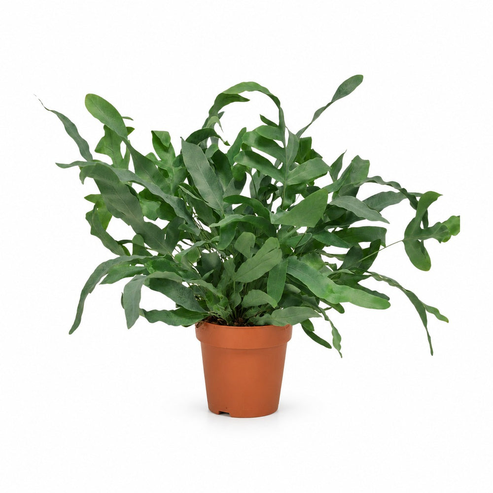 Phlebodium Aureum Blue Star (35cm, Ø12cm) im Kulturtopf