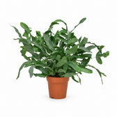 Phlebodium Aureum Blue Star (35cm, Ø12cm) im Kulturtopf
