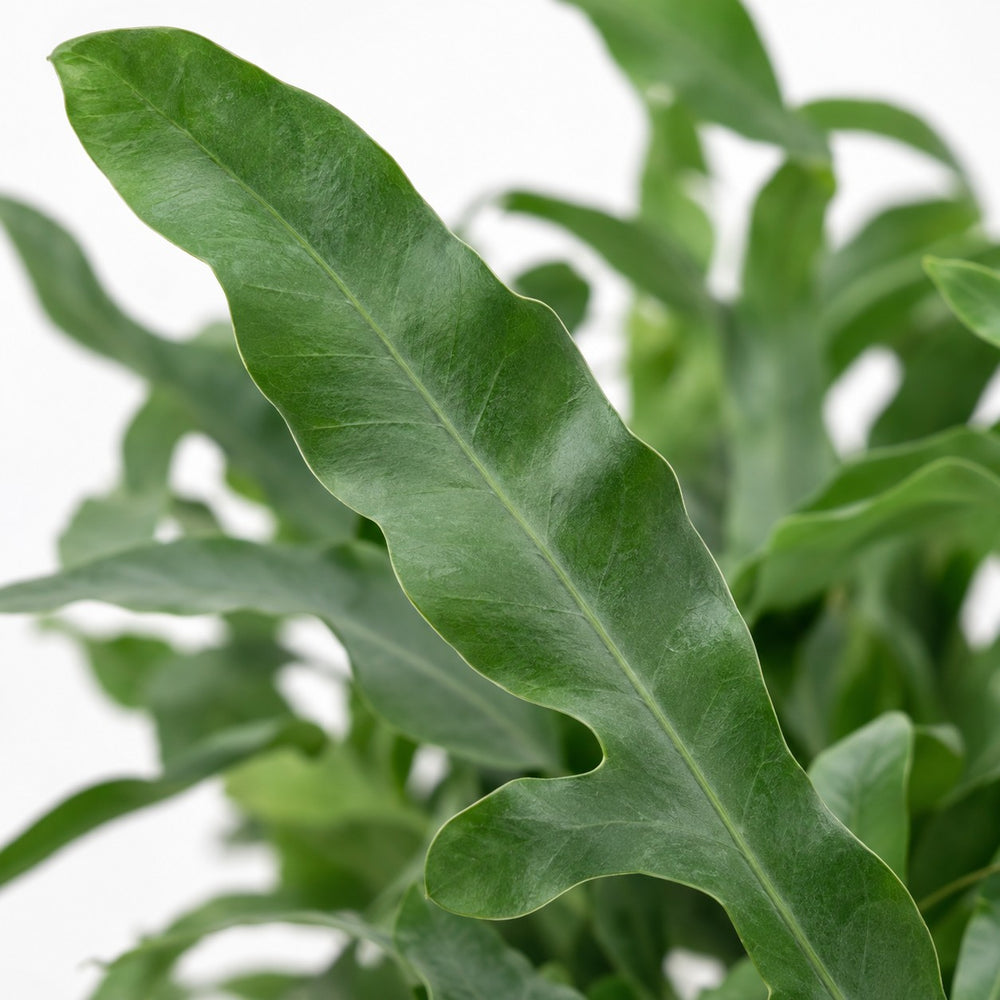 Phlebodium Aureum Blue Star (35cm, Ø12cm), Nahaufnahme Blatt