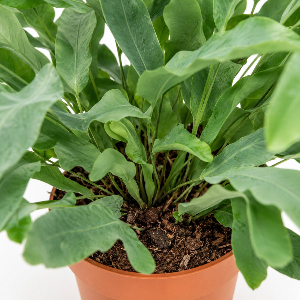 Phlebodium Aureum Blue Star (35cm, Ø12cm), Nahaufnahme Wuchs und Triebansatz