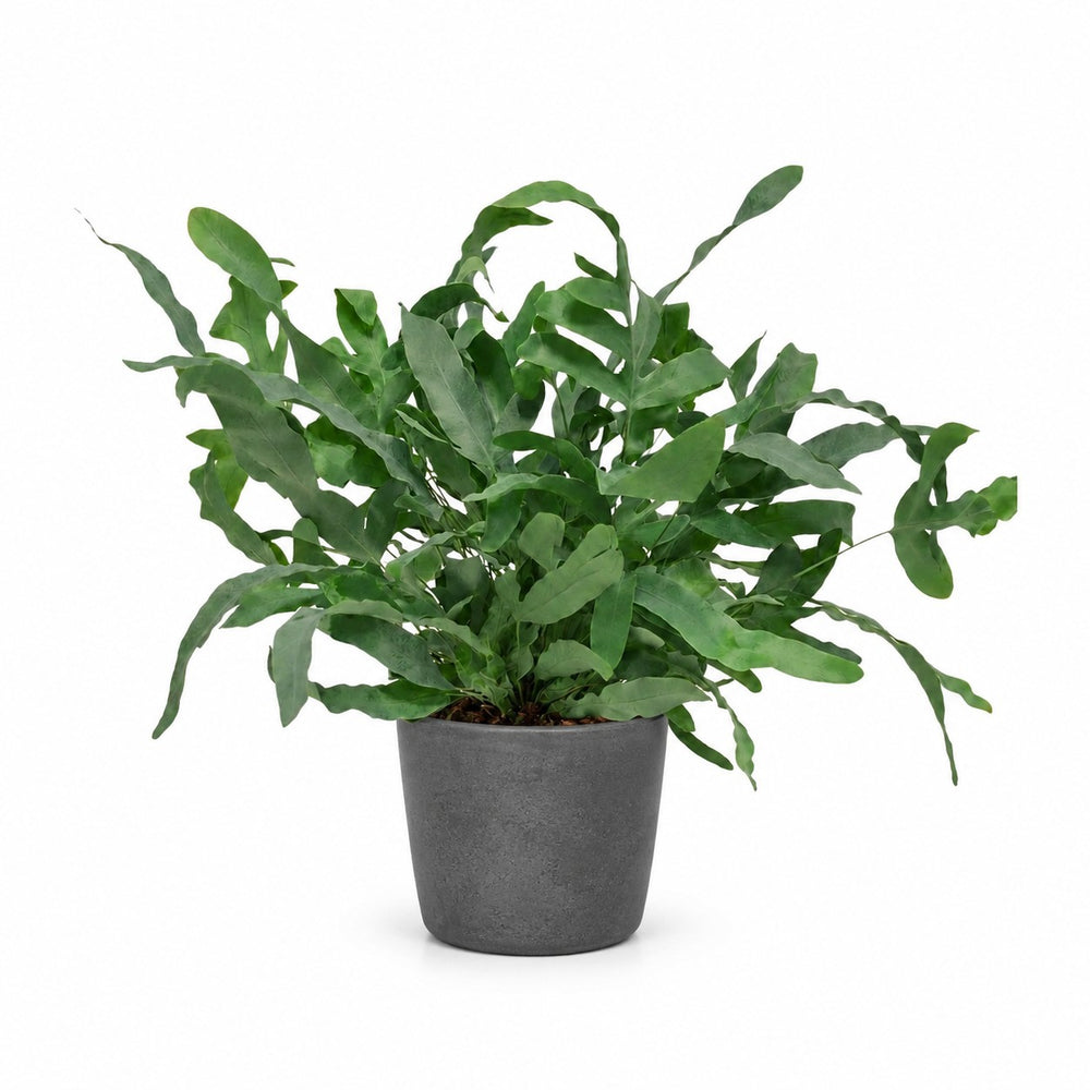 Phlebodium Aureum Blue Star (35cm, Ø12cm), Stylingbeispiel im Übertopf (Übertopf nicht enthalten)