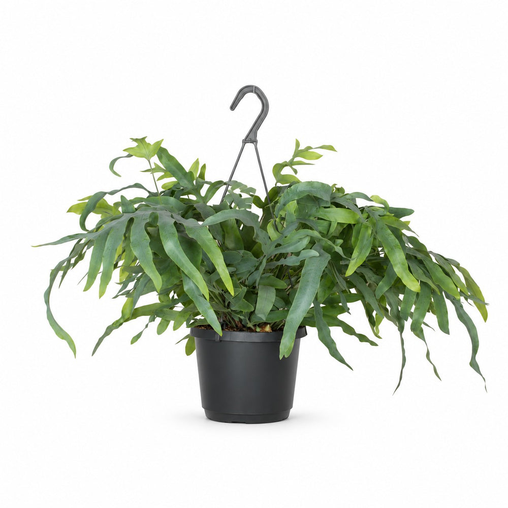 Phlebodium Aureum Blue Star (50cm, Ø17cm) im Kulturtopf