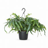 Phlebodium Aureum Blue Star (50cm, Ø17cm) im Kulturtopf