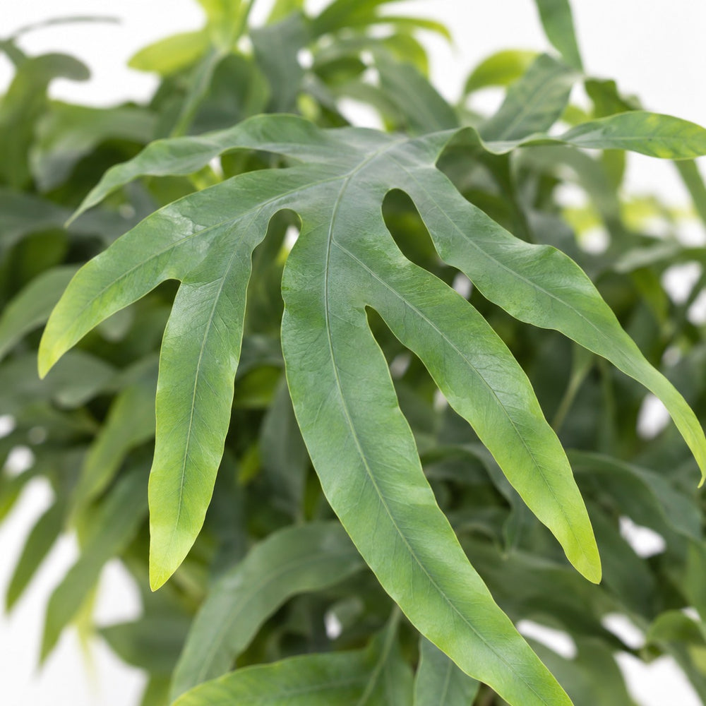 Phlebodium Aureum Blue Star (50cm, Ø17cm), Nahaufnahme Blatt