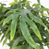 Phlebodium Aureum Blue Star (50cm, Ø17cm), Nahaufnahme Blatt