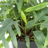 Phlebodium Aureum Blue Star (50cm, Ø17cm), Nahaufnahme Wuchs und Triebansatz