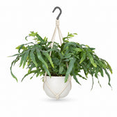Phlebodium Aureum Blue Star (50cm, Ø17cm), Stylingbeispiel im Übertopf (Übertopf nicht enthalten)