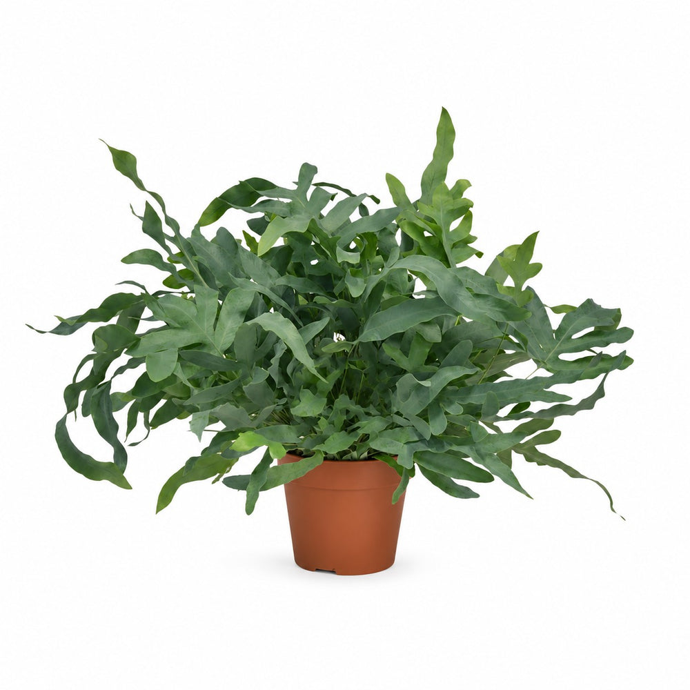 Phlebodium Aureum Blue Star (60cm, Ø17cm) im Kulturtopf
