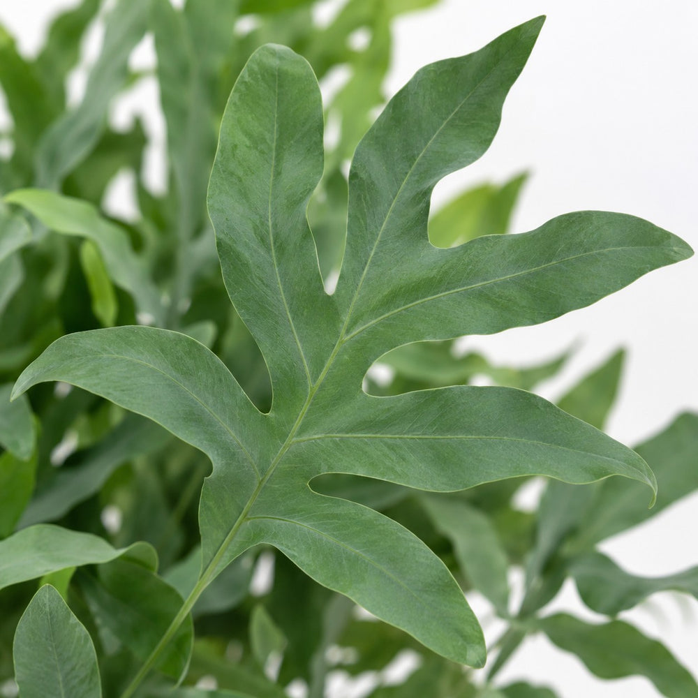 Phlebodium Aureum Blue Star (60cm, Ø17cm), Nahaufnahme Blatt
