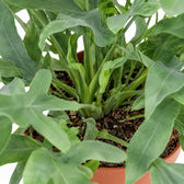 Phlebodium Aureum Blue Star (60cm, Ø17cm), Nahaufnahme Wuchs und Triebansatz