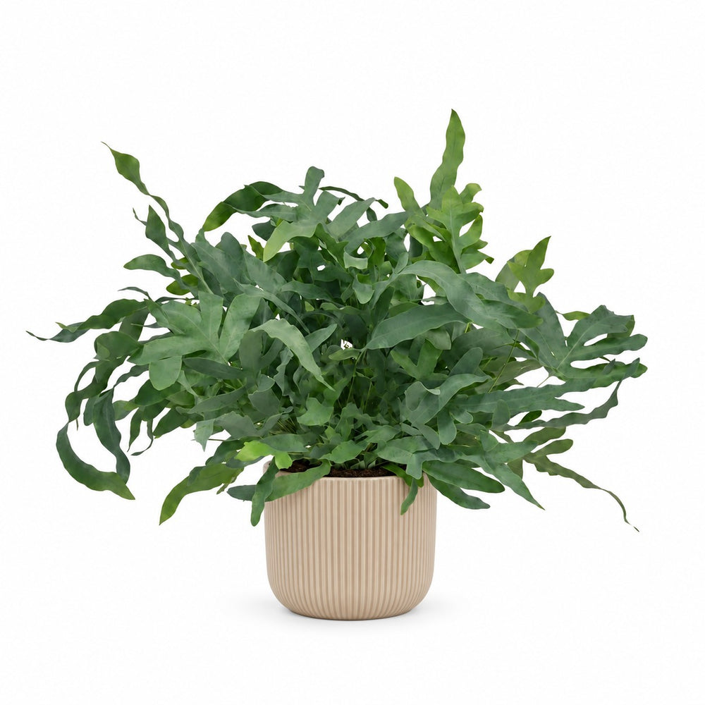 Phlebodium Aureum Blue Star (60cm, Ø17cm), Stylingbeispiel im Übertopf (Übertopf nicht enthalten)