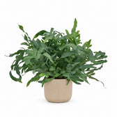 Phlebodium Aureum Blue Star (60cm, Ø17cm), Stylingbeispiel im Übertopf (Übertopf nicht enthalten)