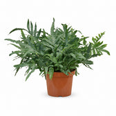 Phlebodium Aureum Blue Star (80cm, Ø26cm) im Kulturtopf