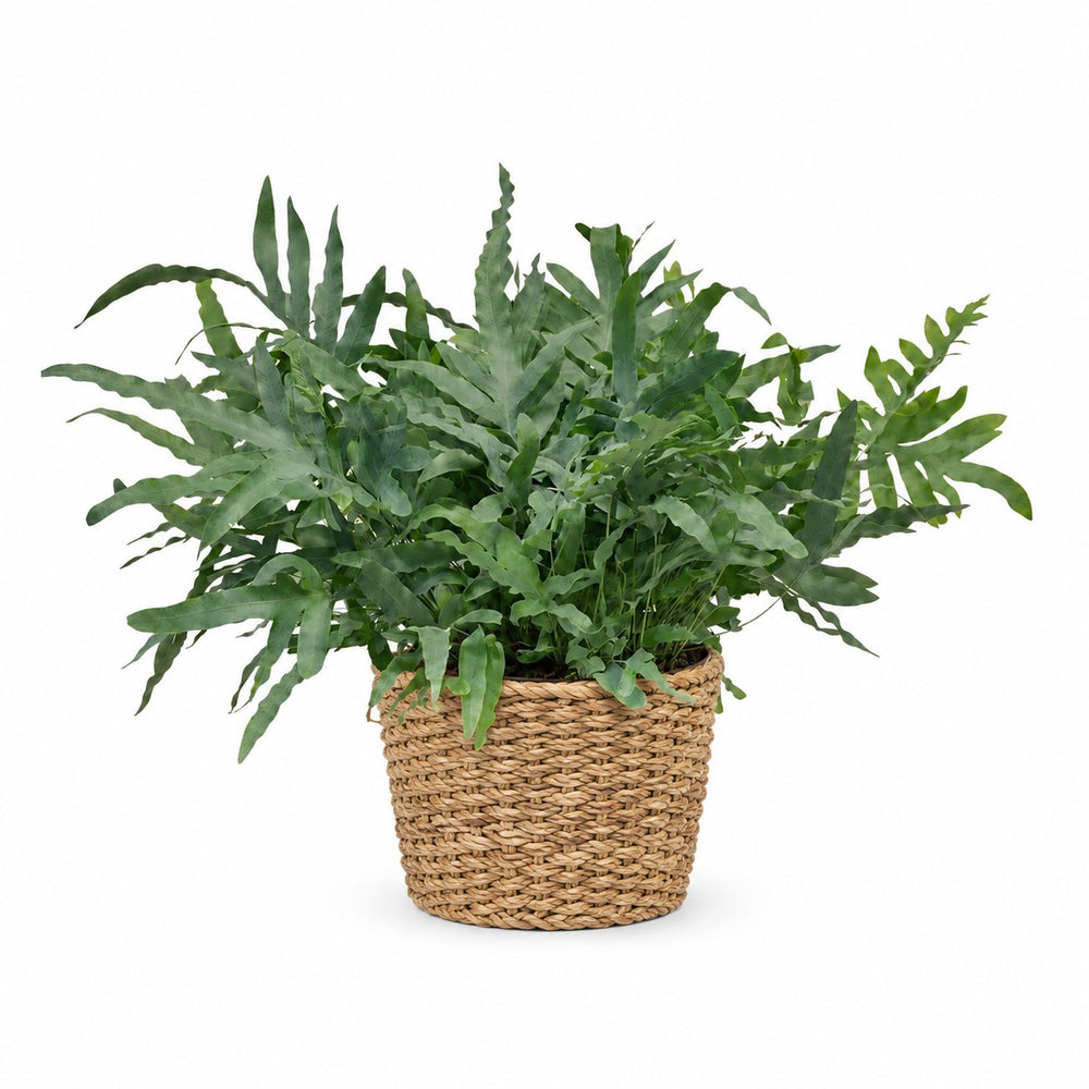 Phlebodium Aureum Blue Star (80cm, Ø26cm), Stylingbeispiel im Übertopf (Übertopf nicht enthalten)
