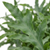 Phlebodium Aureum Blue Star, Nahaufnahme Blatt