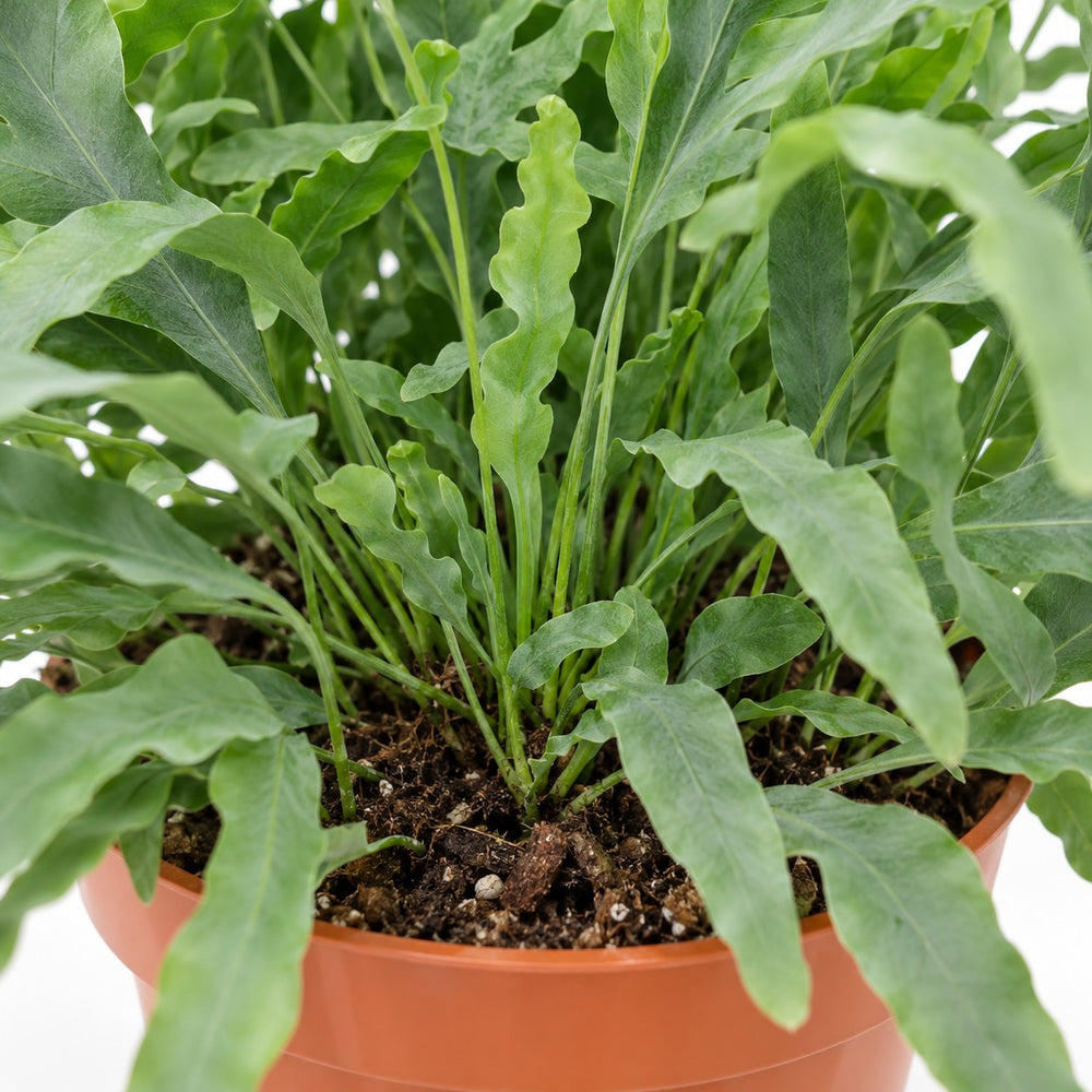 Phlebodium Aureum Blue Star, Nahaufnahme Wuchs und Triebansatz