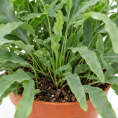 Phlebodium Aureum Blue Star, Nahaufnahme Wuchs und Triebansatz