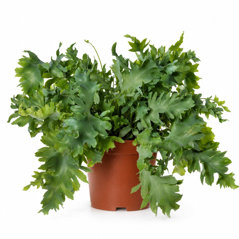 Goldtüpfelfarn (Phlebodium Davana) (35cm, Ø12cm) im Kulturtopf