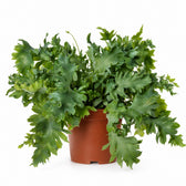 Goldtüpfelfarn (Phlebodium Davana) (35cm, Ø12cm) im Kulturtopf