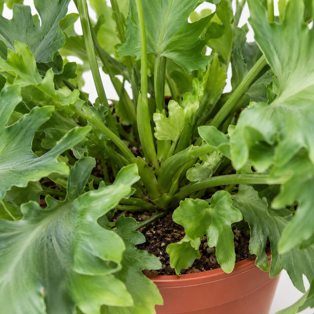Goldtüpfelfarn (Phlebodium Davana) (35cm, Ø12cm), Nahaufnahme Wuchs und Triebansatz