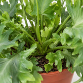 Goldtüpfelfarn (Phlebodium Davana) (35cm, Ø12cm), Nahaufnahme Wuchs und Triebansatz