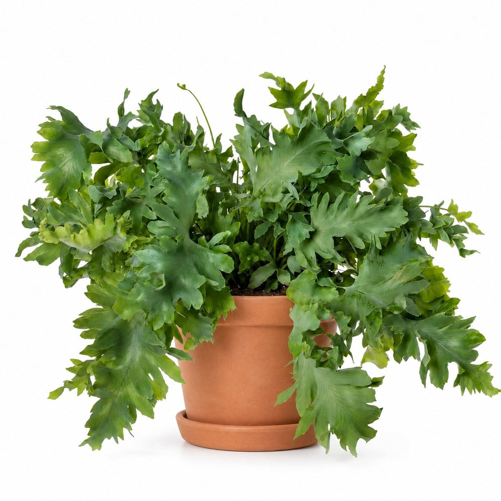 Goldtüpfelfarn (Phlebodium Davana) (35cm, Ø12cm), Stylingbeispiel im Übertopf (Übertopf nicht enthalten)