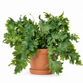 Goldtüpfelfarn (Phlebodium Davana) (35cm, Ø12cm), Stylingbeispiel im Übertopf (Übertopf nicht enthalten)