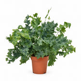 Phlebodium Davana - 35cm im Kulturtopf