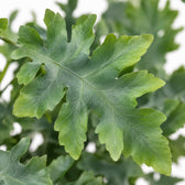 Phlebodium Davana, Nahaufnahme Blatt