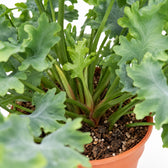 Phlebodium Davana, Nahaufnahme Wuchs und Triebansatz