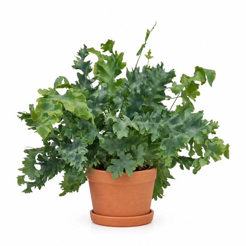 Phlebodium Davana - 35cm Detail