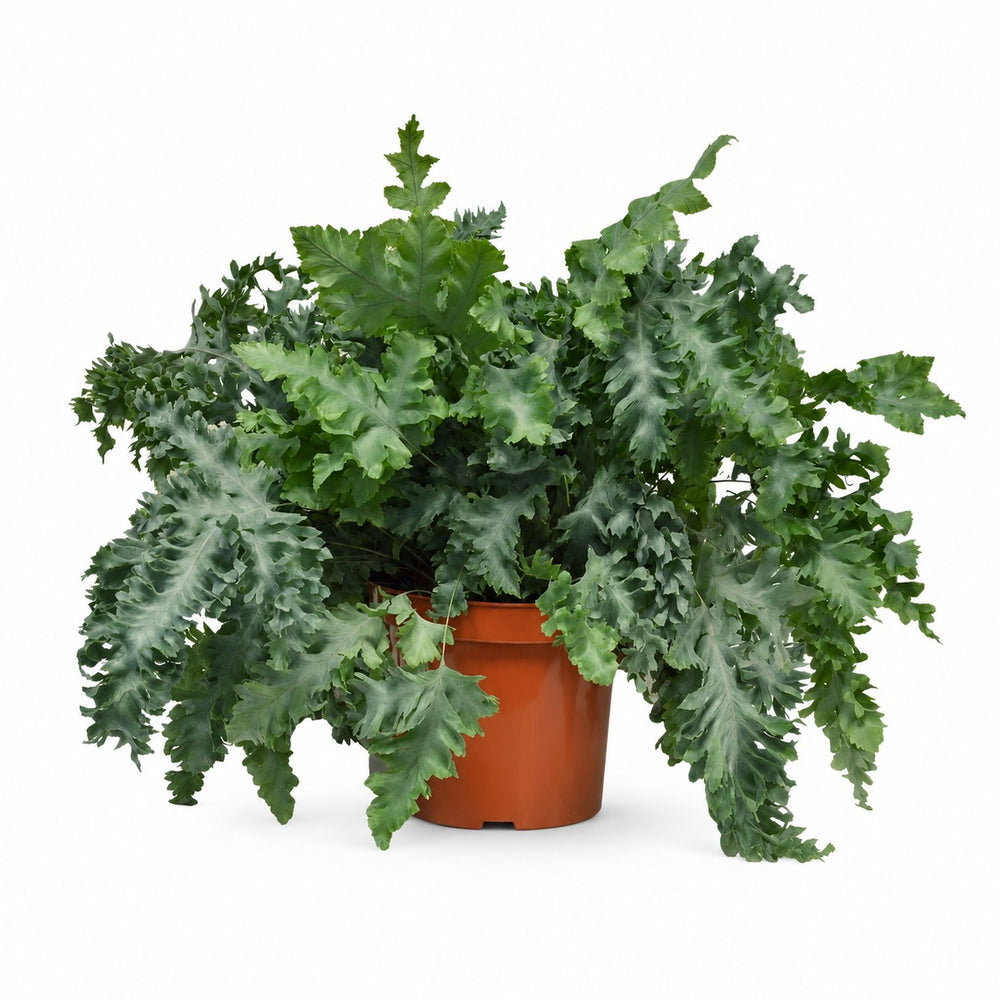 Goldtüpfelfarn (Phlebodium Davana) (60cm, Ø26cm) im Kulturtopf