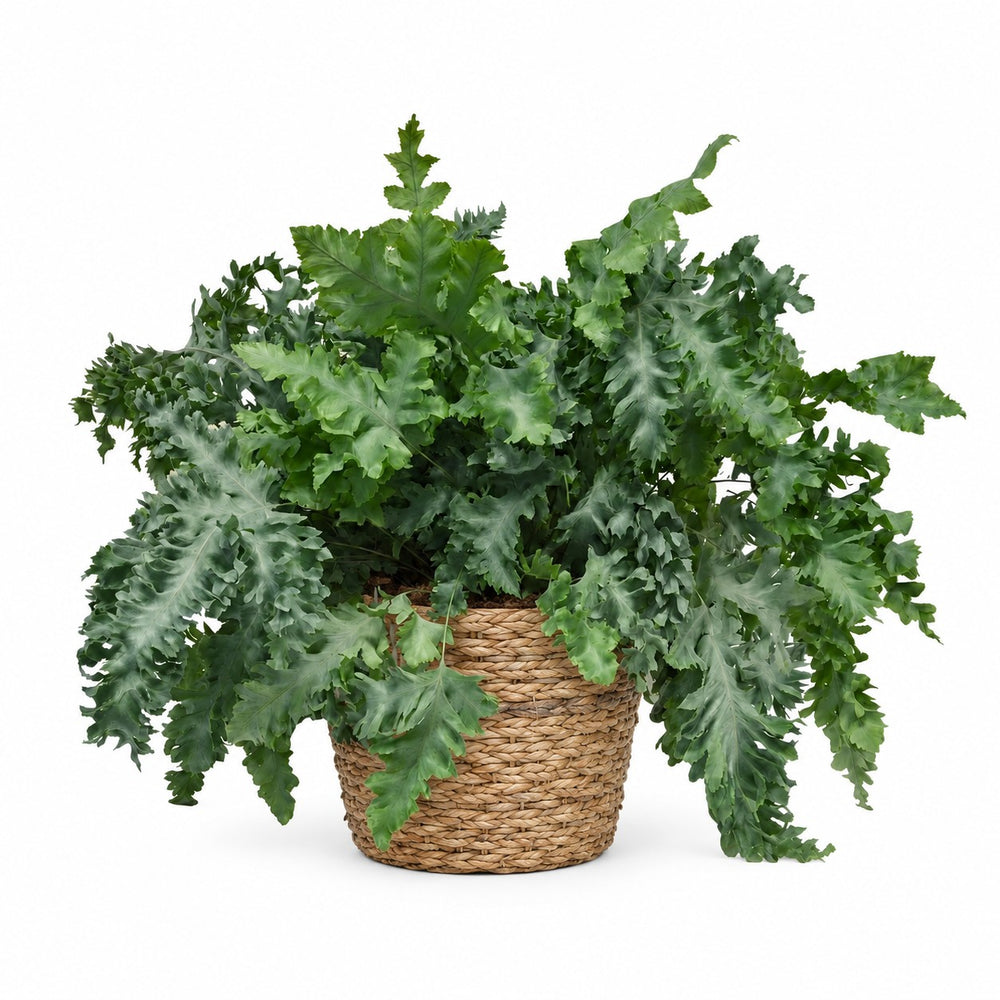 Goldtüpfelfarn (Phlebodium Davana) (60cm, Ø26cm), Stylingbeispiel im Übertopf (Übertopf nicht enthalten)