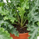 Goldtüpfelfarn (Phlebodium Davana), Nahaufnahme Wuchs und Triebansatz