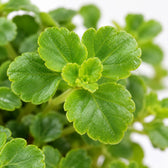 Pilea Depressa, Nahaufnahme Blatt